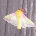 Rosy Maple Moth