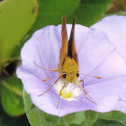 Fiery Skipper Butterfly