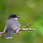 eastern kingbird