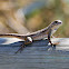 Nevada Side-Blotched Lizard