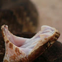 Florida Cottonmouth