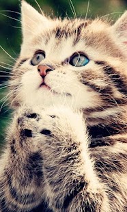 How to mod Funny Cats Wallpapers patch 1.0 apk for android