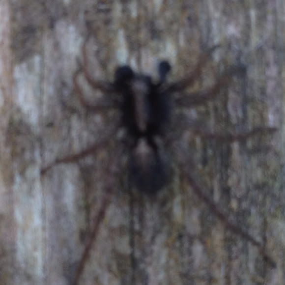 Spotting Image 1