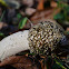 stinkhorn