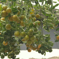 Preserved citrus in spices
