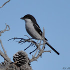 Fiscal Shrike
