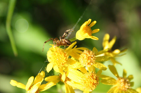 Spotting Image 1