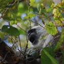 Southern plains gray langur