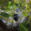 Southern plains gray langur