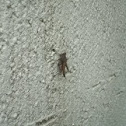 Grasshopper