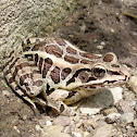 Pickerel Frog