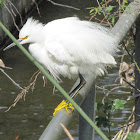 Snowy Egret