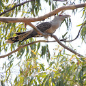 Channel-billed Cuckoo