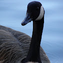 Canada Goose