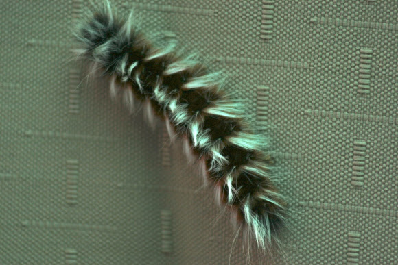 Spotting Image 1