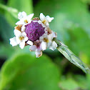 Capeweed