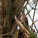 Chaffinch
