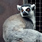 Ring-tailed Lemur