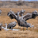 Sandhill Crane