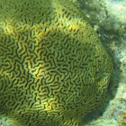 Brain Coral