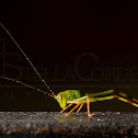 Katydid nymph