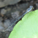 Rambur's Forktail Damselfly
