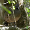 Plain Chachalaca