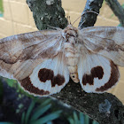 Noctuid Moth