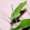 Long Legged Katydid