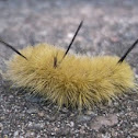 Dagger Moth Larva