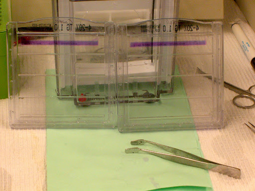 Sds+page+gel+voltage