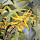 Central Queensland Flora