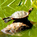 Red-eared Slider