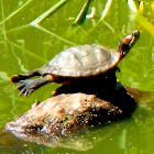 Red-eared Slider
