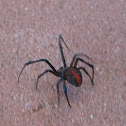 Red Back Spider