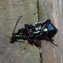 Beetle