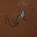 Orchard Orbweaver