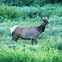 Elk