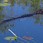 American Alligator