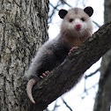North American Opossum