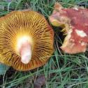 gilled bolete