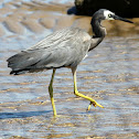 White-faced Heron