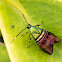 Metalmark Moth