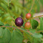 Curry Leaf Tree