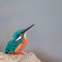 Common Kingfisher