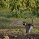 Vervet Monkey