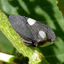 Treehopper