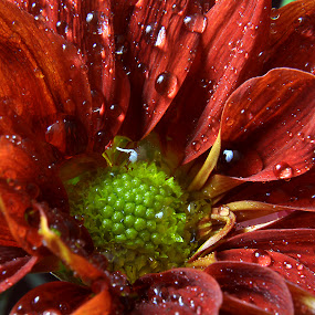 Red and Green by Nathan Cool - Landscape & Nature Flowers & Plants