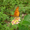 Indian Fritillary