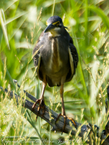 Spotting Image 1